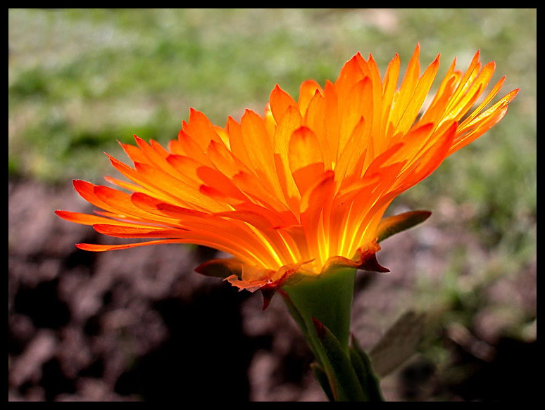 photo "a burning soul ..." tags: nature, macro and close-up, flowers