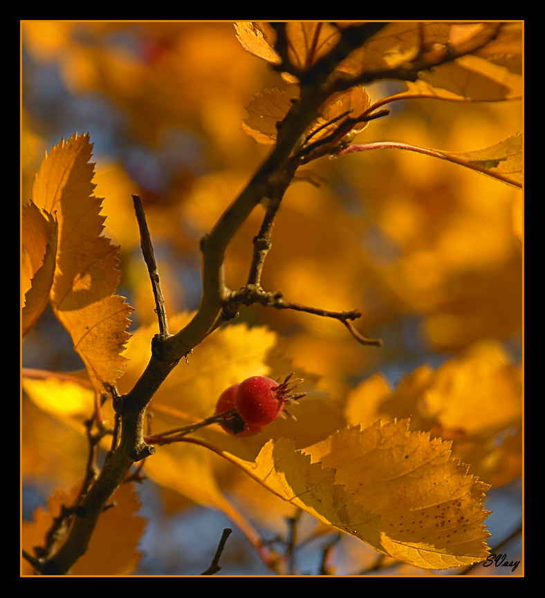 фото "Осенняя палитра" метки: природа, цветы