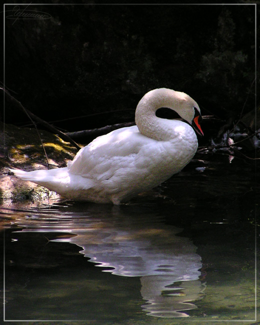 photo "Lonely." tags: nature, landscape, water, wild animals