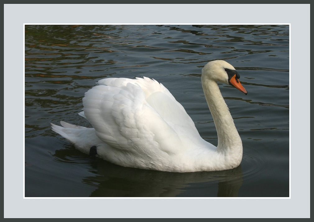 photo "A majestic swan" tags: nature, pets/farm animals, wild animals
