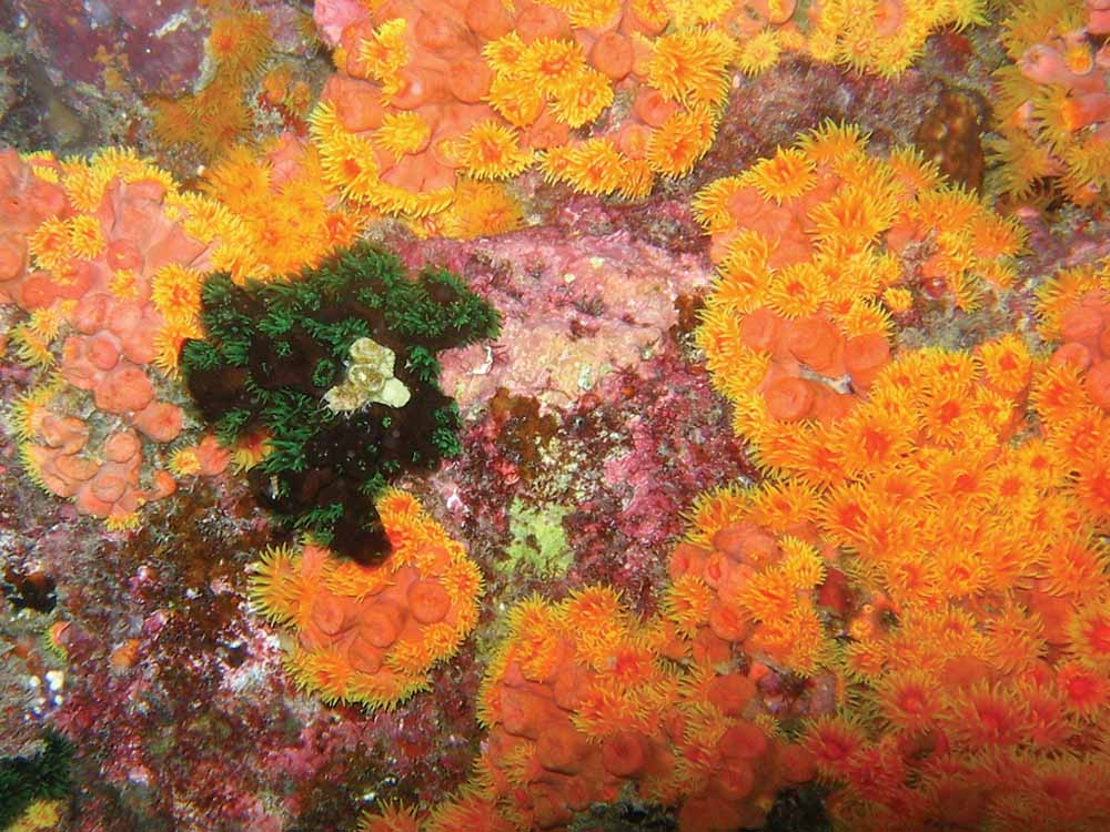 photo "Cave flowers" tags: underwater, nature, flowers