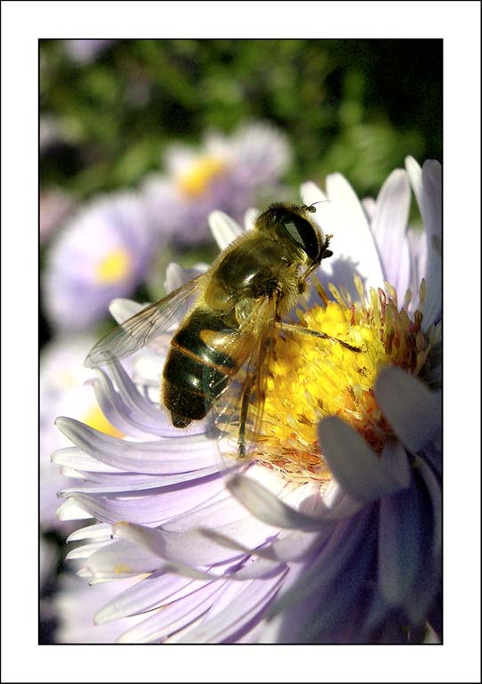 photo "Hunting for wild bees" tags: nature, flowers, insect