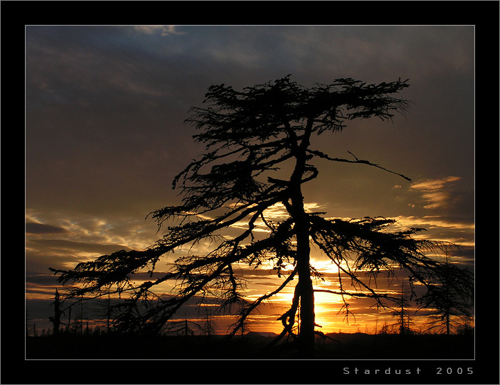 photo "In the Light of Gold" tags: landscape, forest, sunset