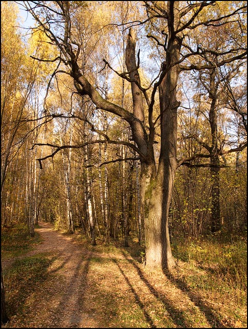 фото "Смена времён" метки: пейзаж, лес, осень
