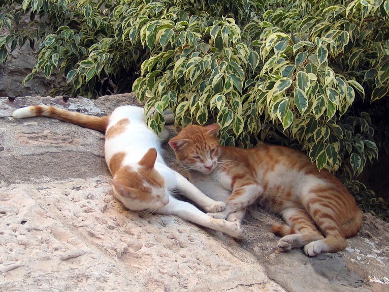 photo "Jaffa's cats" tags: nature, travel, Asia, pets/farm animals