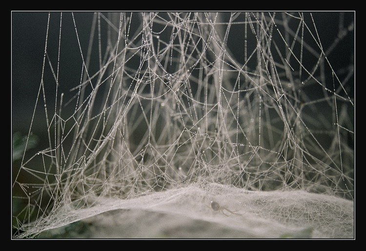 photo "Hammock for a spider" tags: macro and close-up, 