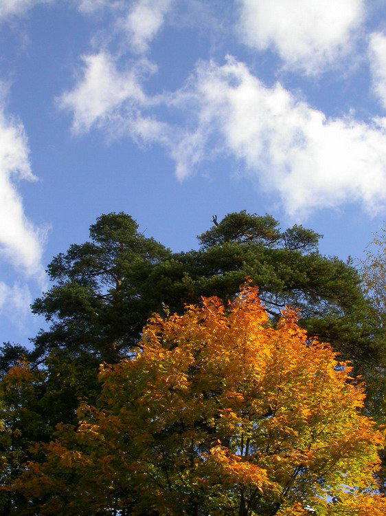 photo "Autumn colours." tags: misc., landscape, forest