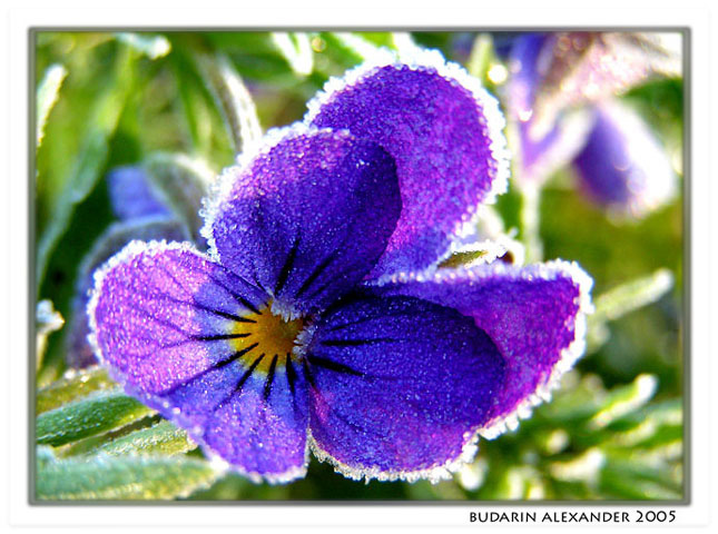 photo "#13" tags: nature, flowers