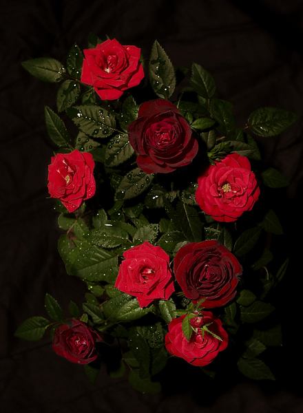 photo "Red on black" tags: nature, still life, flowers