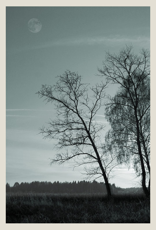 photo "View with the moon" tags: landscape, forest, night