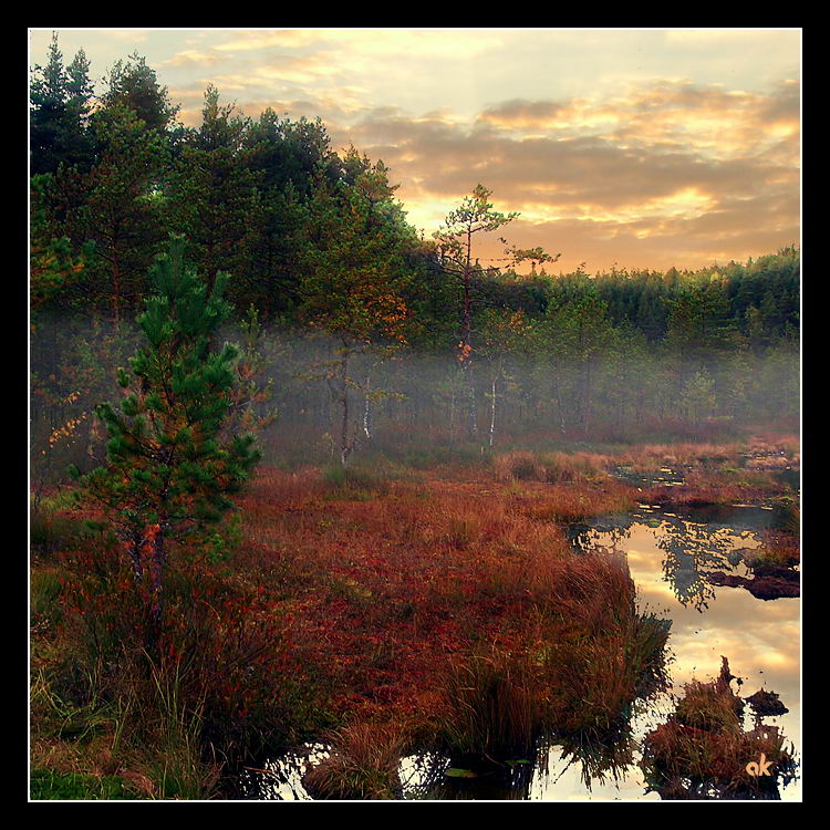 photo "Evening on the bog" tags: landscape, autumn, forest