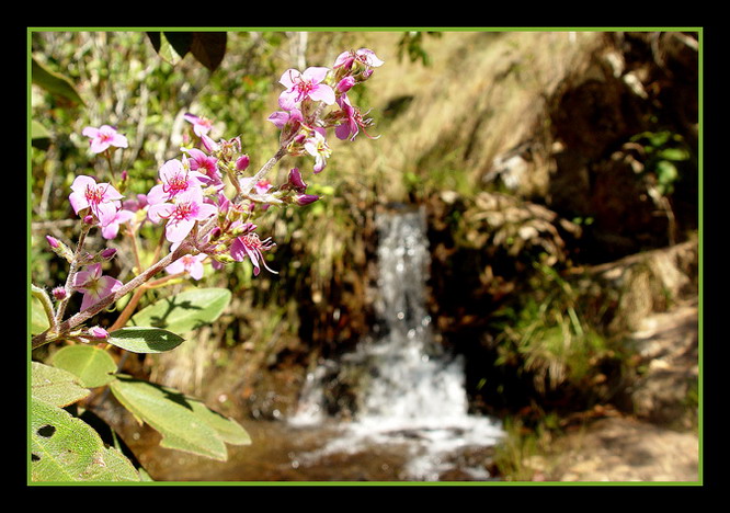 photo "Water and flower" tags: travel, landscape, South America, water