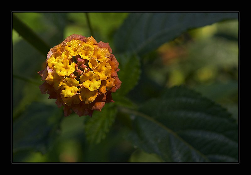 photo "Ballflower" tags: nature, macro and close-up, flowers