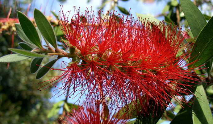 photo "Red, green & blue" tags: macro and close-up, nature, flowers