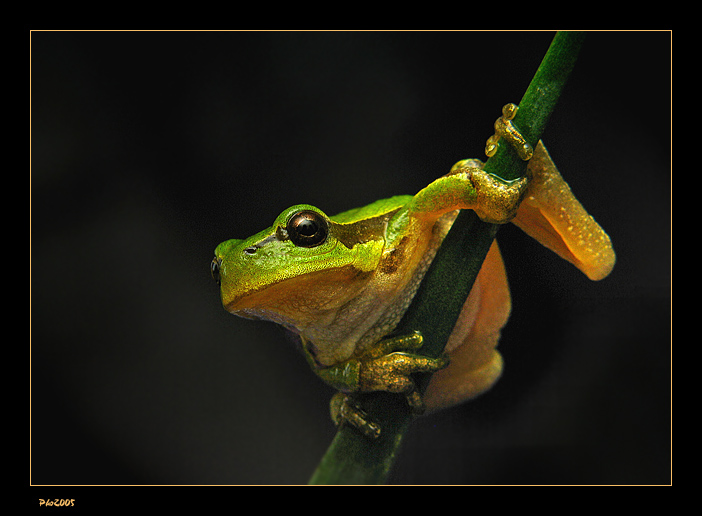 photo "Froggy" tags: macro and close-up, 