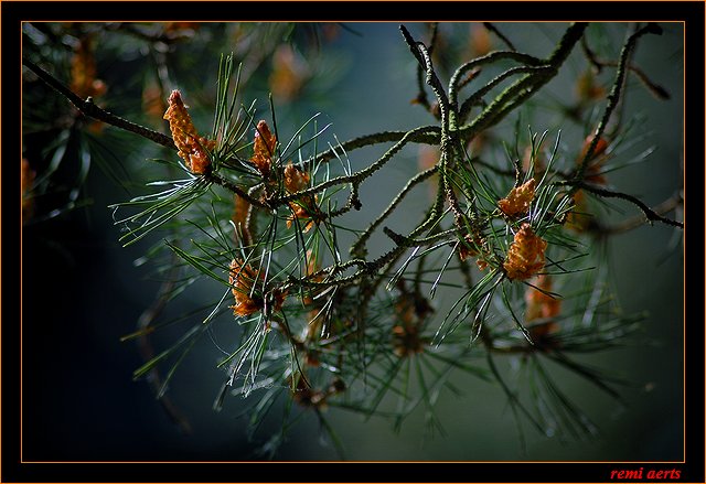photo "branches" tags: nature, macro and close-up, 