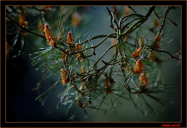 photo "branches" tags: nature, macro and close-up, 