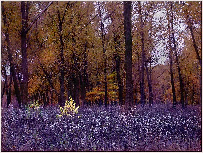 фото "Странная осень" метки: пейзаж, лес, осень