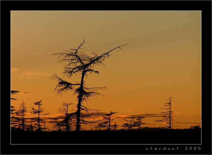 photo "A Wood Deer" tags: landscape, forest, sunset