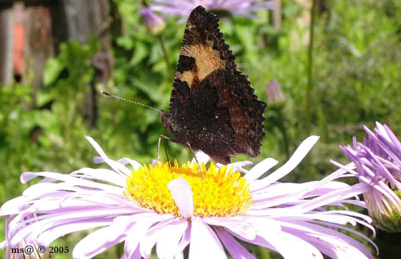 фото "бабочка" метки: макро и крупный план, природа, насекомое