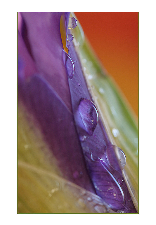 photo "Iris" tags: nature, macro and close-up, flowers