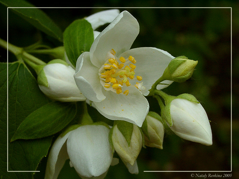 photo "Beauty" tags: nature, macro and close-up, flowers