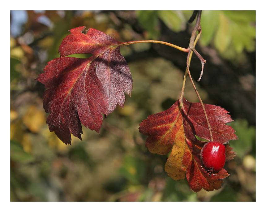photo "Autumn banal № 1" tags: nature, flowers