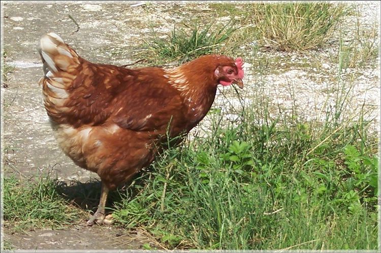 photo "Hen Rjaba" tags: nature, pets/farm animals