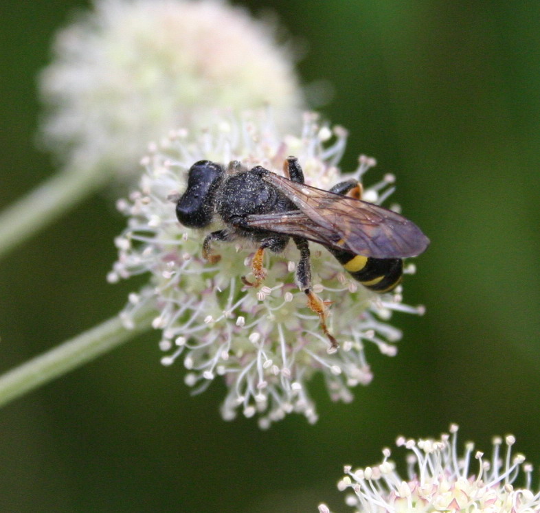 photo "About that as it is necessary to eat..." tags: nature, flowers