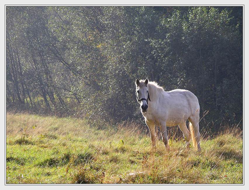 photo "***" tags: nature, pets/farm animals