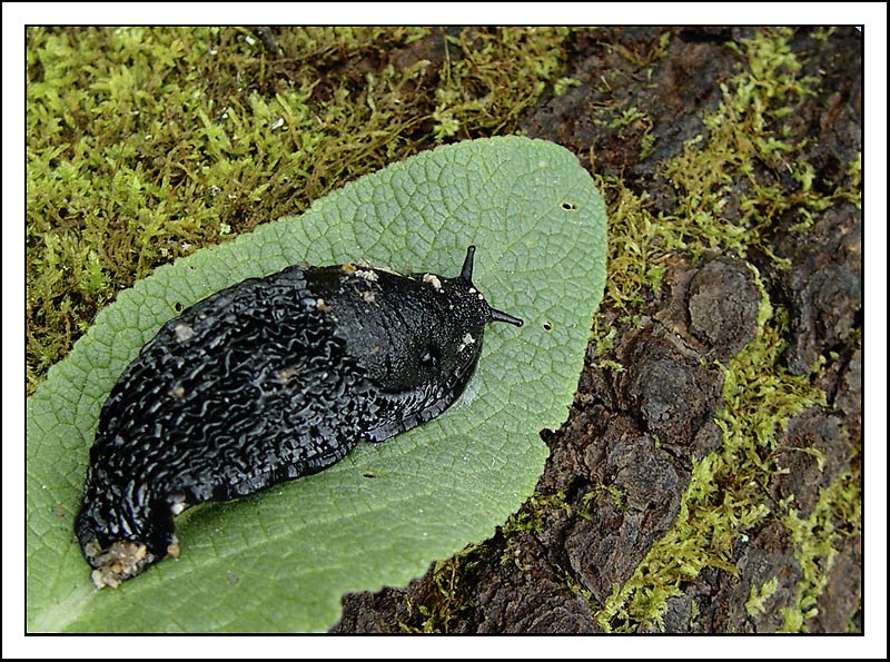 photo "The black slug" tags: nature, macro and close-up, wild animals
