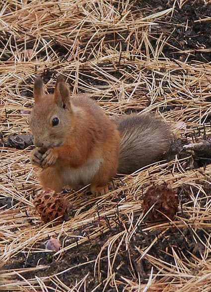 photo "Dinner" tags: nature, wild animals