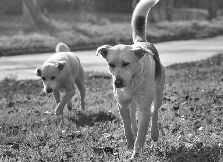 photo "Nobody loves папарацци..." tags: nature, genre, pets/farm animals