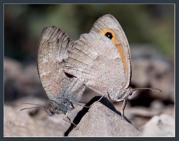 photo "Stone butterflies" tags: nature, macro and close-up, insect