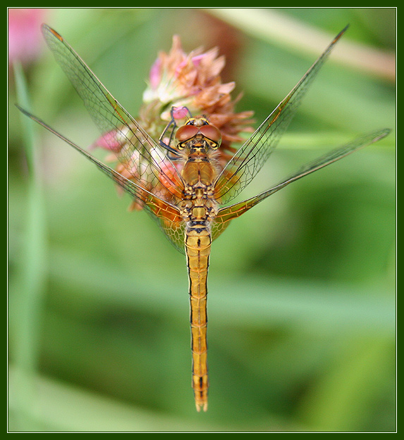 photo "Symmetry" tags: nature, insect