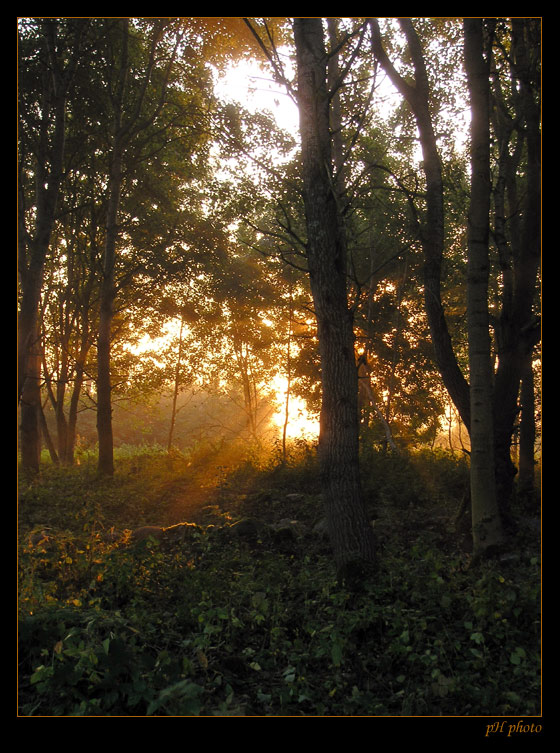 photo "the beam" tags: landscape, nature, forest