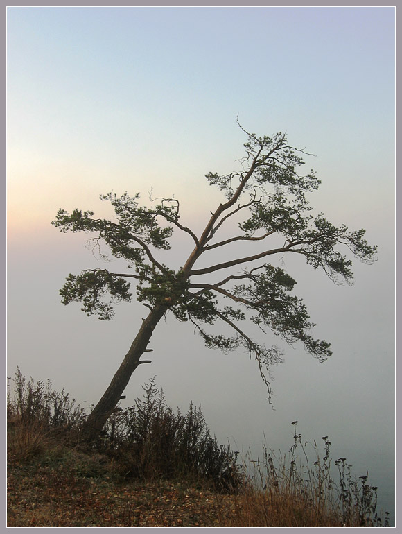 фото "Густой туман" метки: пейзаж, лес, осень