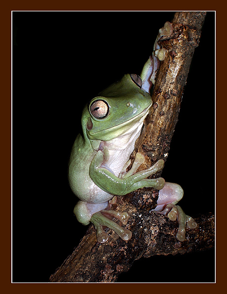 photo "The cane rustled 2" tags: nature, macro and close-up, wild animals