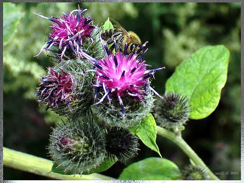 photo "Bee behind work 1" tags: macro and close-up, nature, flowers