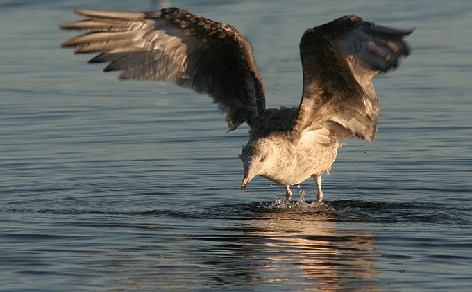 photo "Over the sea" tags: nature, wild animals