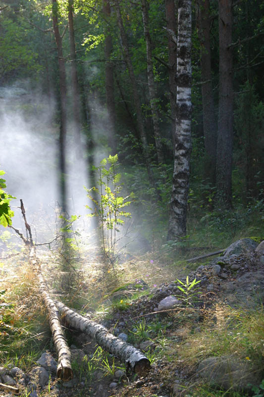 photo "Morning in forest" tags: landscape, forest