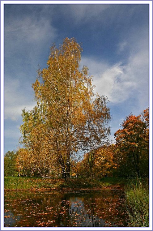 photo "Golden Dress" tags: landscape, autumn