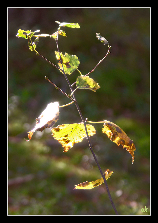 photo "Fading" tags: nature, flowers