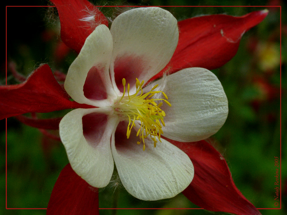 photo "Lady in Red" tags: nature, macro and close-up, flowers