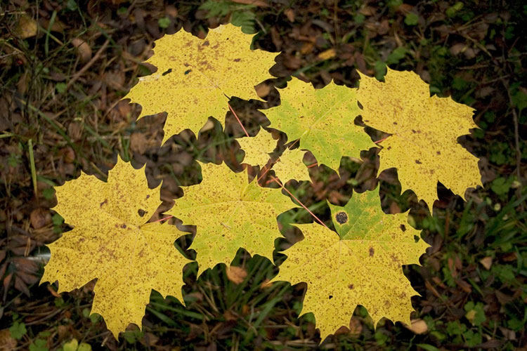 photo "autumn tiles" tags: nature, landscape, autumn, flowers