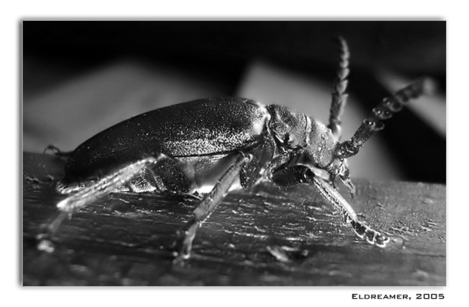 photo "The Bug" tags: macro and close-up, nature, insect