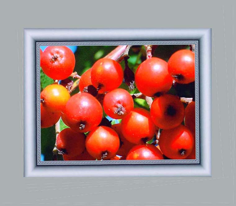 фото ""Rowan Berries"" метки: макро и крупный план, природа, цветы