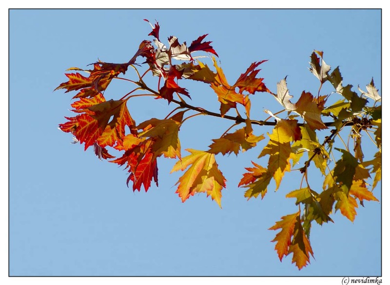 photo "autumn color" tags: nature, landscape, autumn, flowers