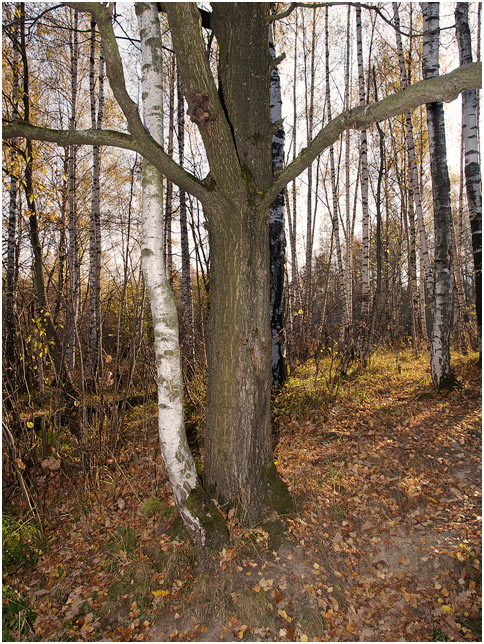 photo "Just married!" tags: landscape, humor, forest