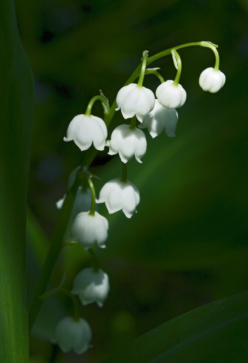 photo "Touching" tags: nature, flowers
